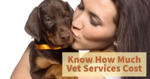 vet services